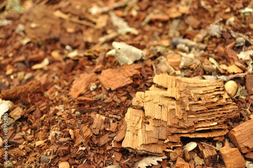 Texture of fragments of wood