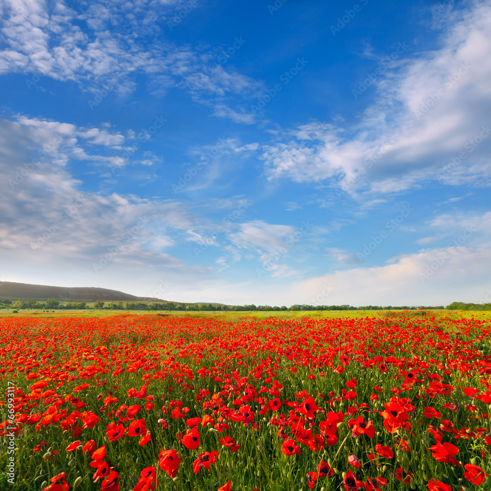 Red poppies on a background of blue sky