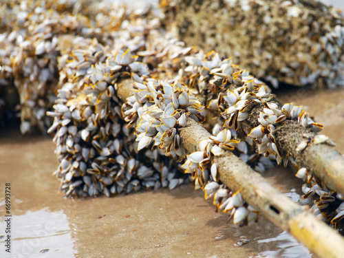 Goose barnacles on lumber