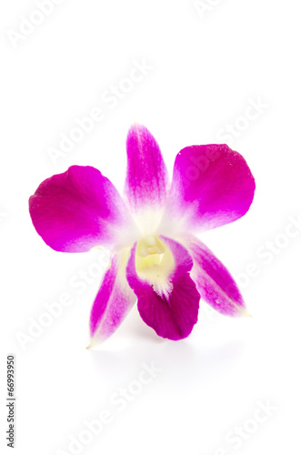 Purple orchid flower isolated white background