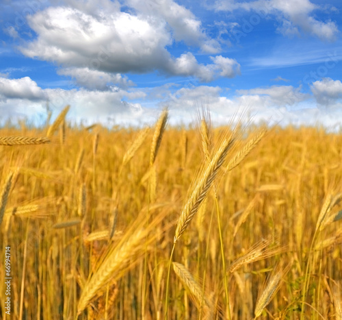 Wheat harvest