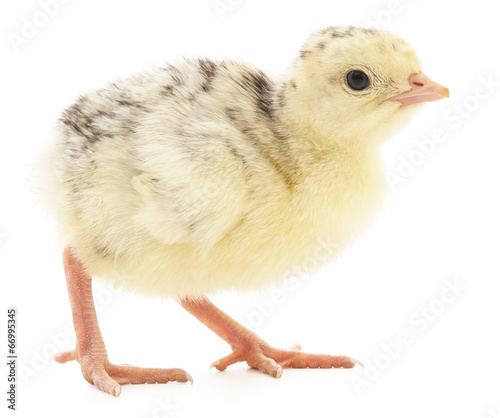 Canvas-taulu Chicken turkey