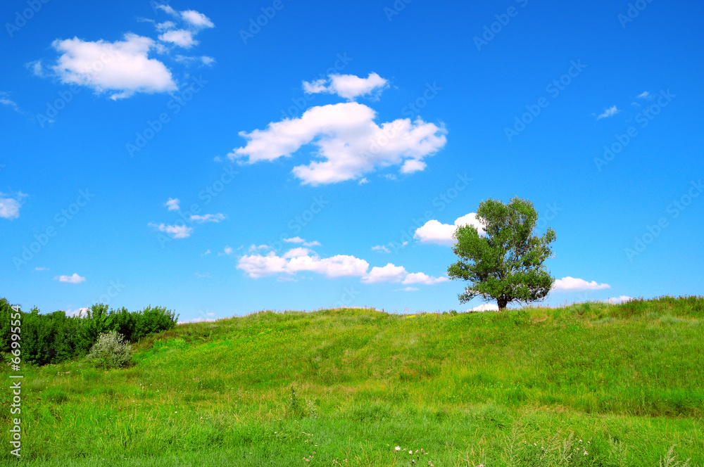 One tree One tree