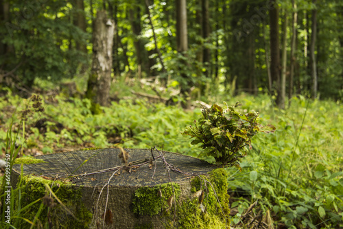 Baumstamm im Wald