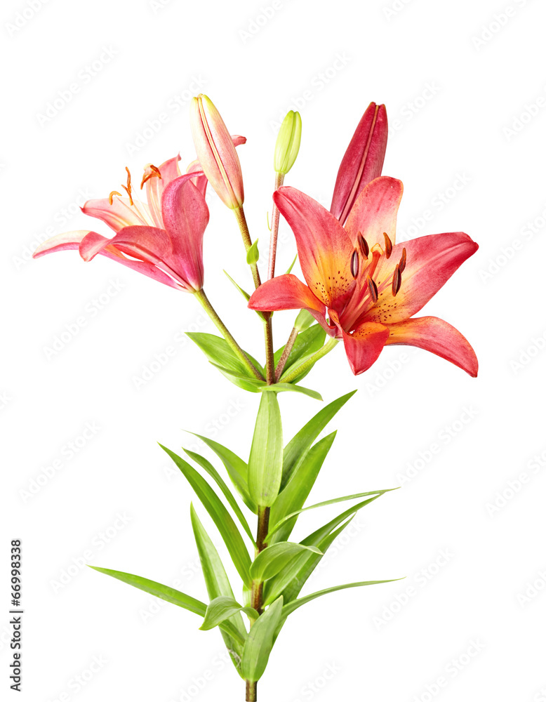 Purple lily isolated on white background