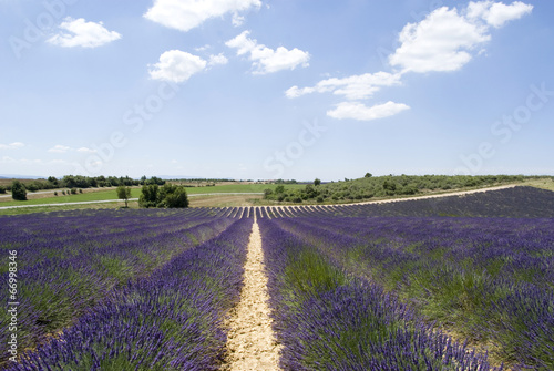 Plateau Valensole in Provence, France