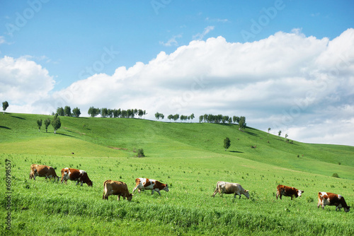 Beautiful alpine landscape with green hills and a herd of cows