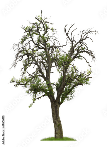 Uralter Birnbaum mit Früchten als Freisteller
