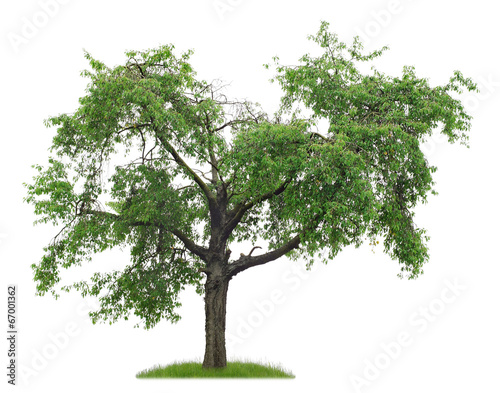 Freigestellter Kirschbaum mit unregelmäßiger Krone