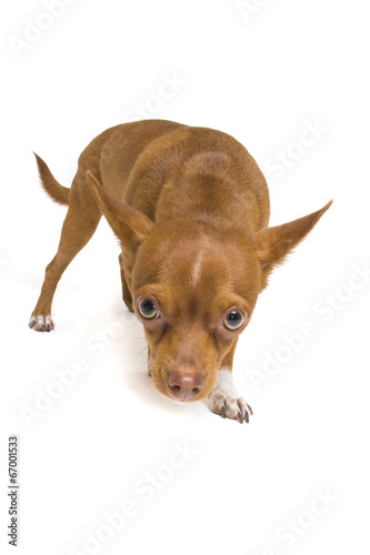 Timid Chihuahua