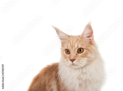 Red Maine coon portrait