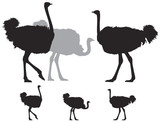 Ostrich group silhouette