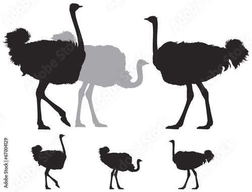 Slika na platnu Ostrich group silhouette
