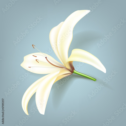 Fototapeta Naklejka Na Ścianę i Meble -  Realistic lily flower. Vector illustration