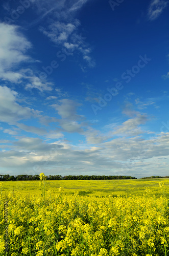 mustard field under beautiful sky