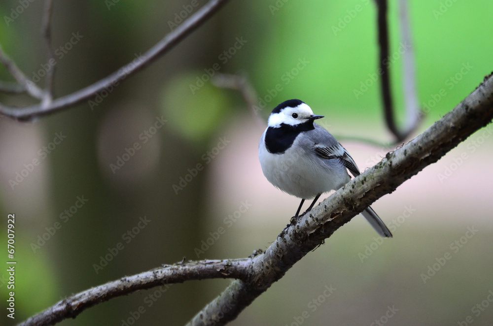 Fototapeta premium Трясогузка (лат. Motacilla) — певчая птичка