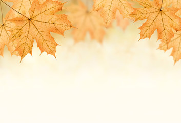 autumn background