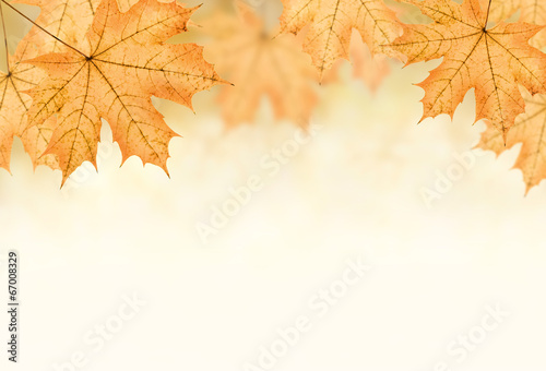 autumn background