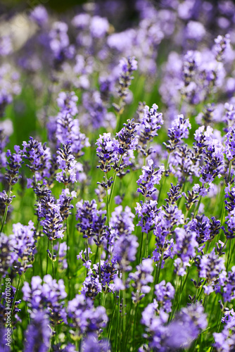 Lavendel