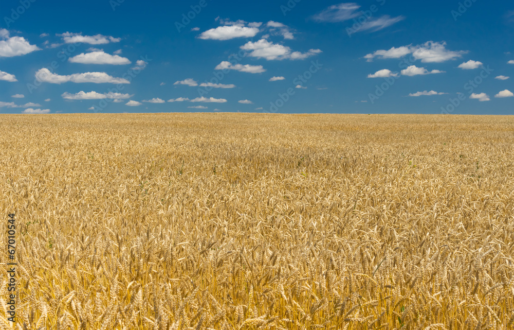 Fototapeta premium Ukrainian summer landscape with wheat field and blue sky