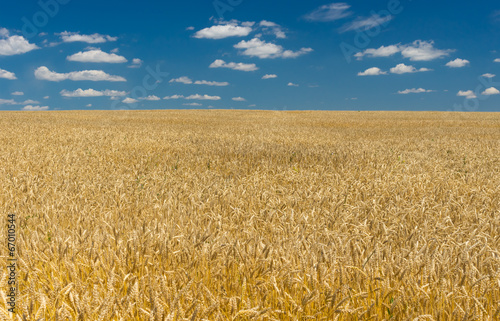Ukrainian summer landscape with wheat field and blue sky