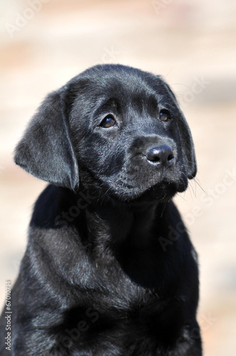 Cute labrador puppy portrait