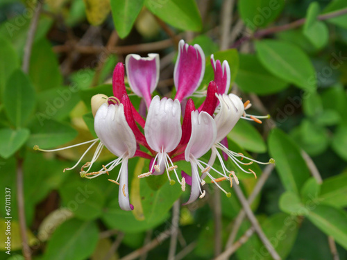 Waldgeißblatt - Lonicera periclymenum photo