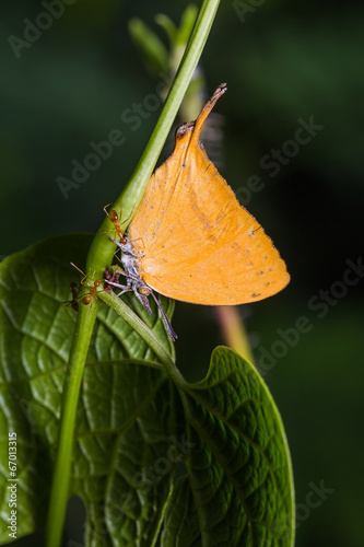 Yamfly butterfly photo