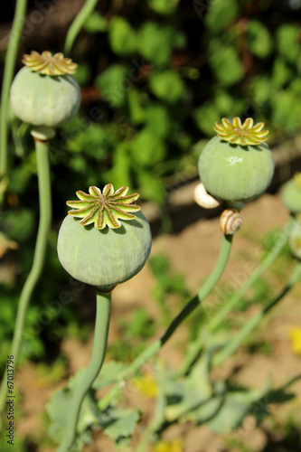 Poppy growing in the garden.