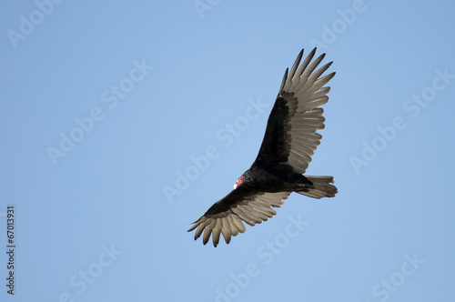 Vulture Soaring © gordo25