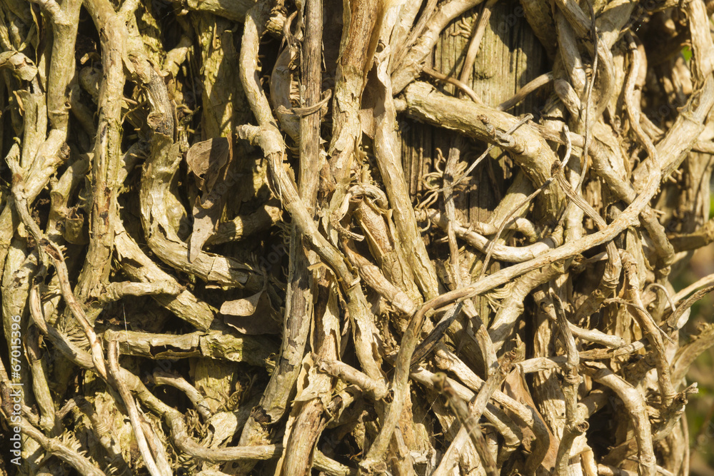 Hedera helix , close up of tangled ivy vines without leaves. Hedera helix , close up of tangled ivy vines without leaves.