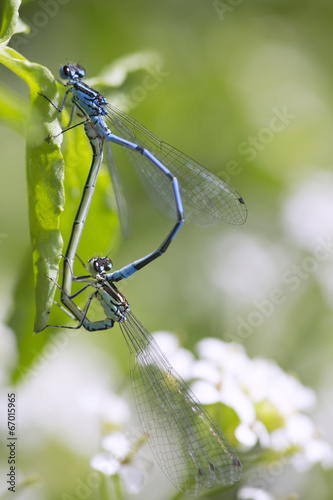 Blue damselflies mating photo