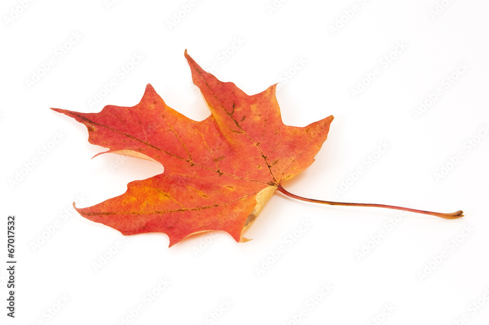 Naklejka premium Autumn Leaf on White