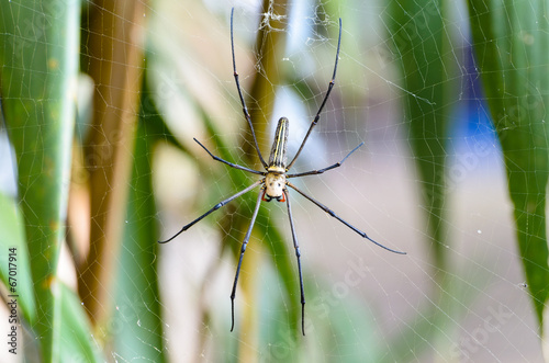 Golden Orb Spider (Nephila pilipes)