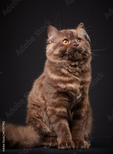 Foto british longhair kitten