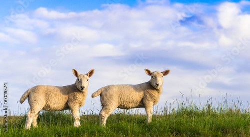 More spring lambs