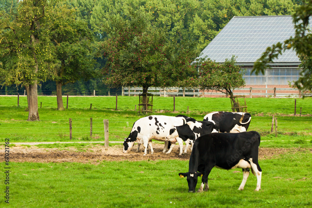 Fototapeta premium cows on meadow