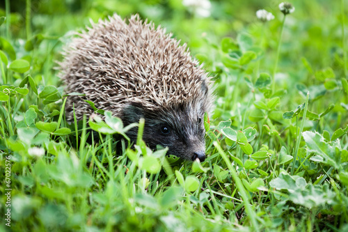 hedgehog walking in garden photo