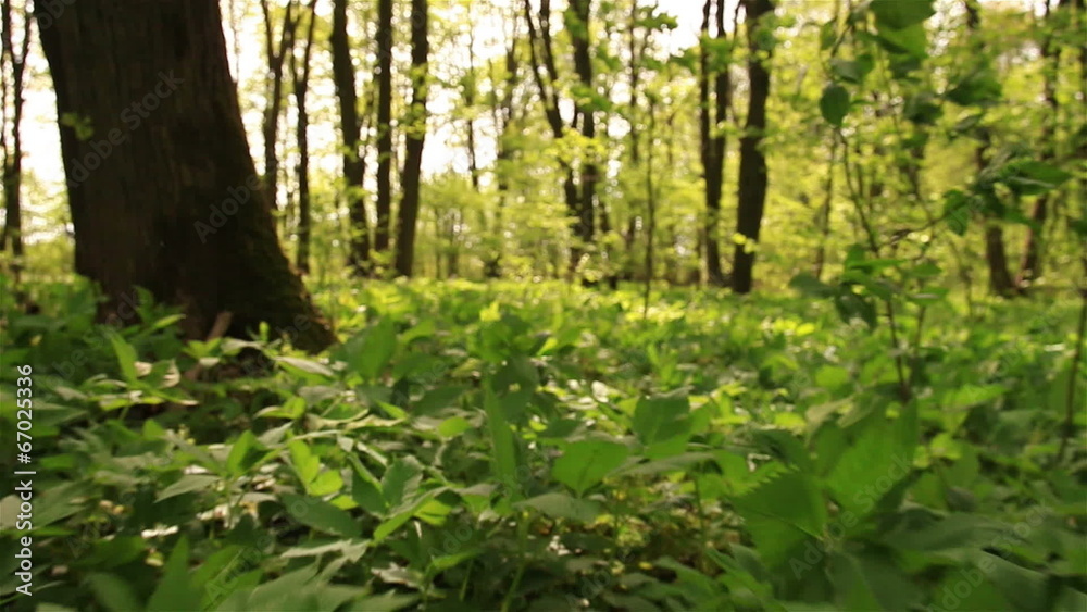Grass and flowers in bright wood. Animal view Grass and flowers in bright wood. Animal view