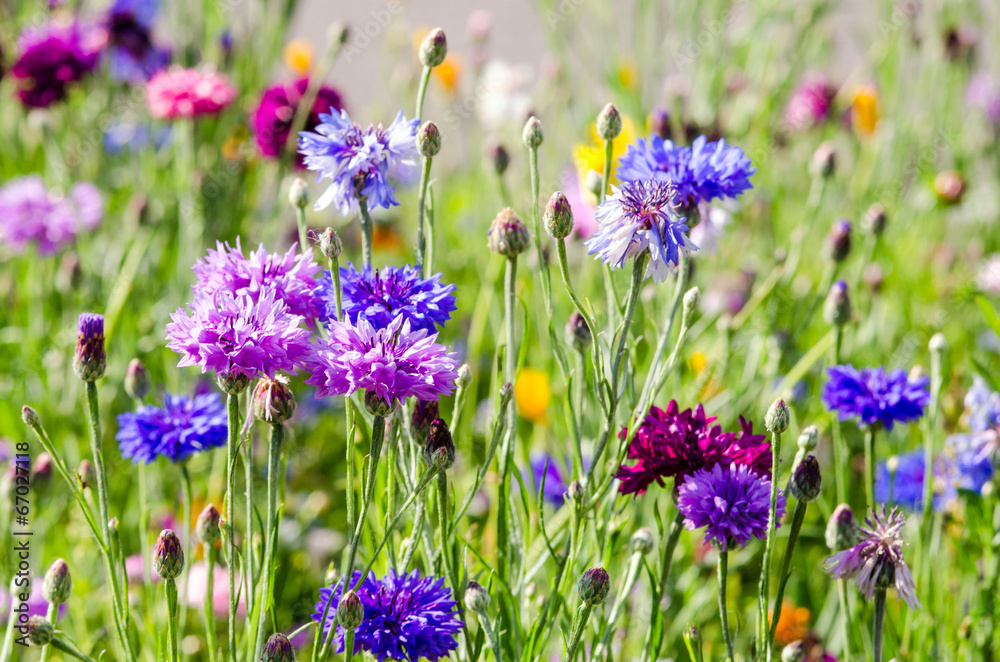 Fototapeta premium Summer: Meadow with colorful cornflowers :)