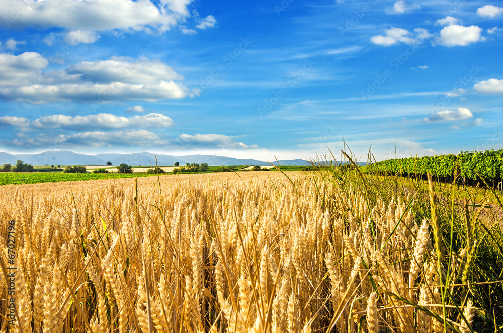 Obraz premium Spätsommer: Weizenfeld in der Pfalz :)