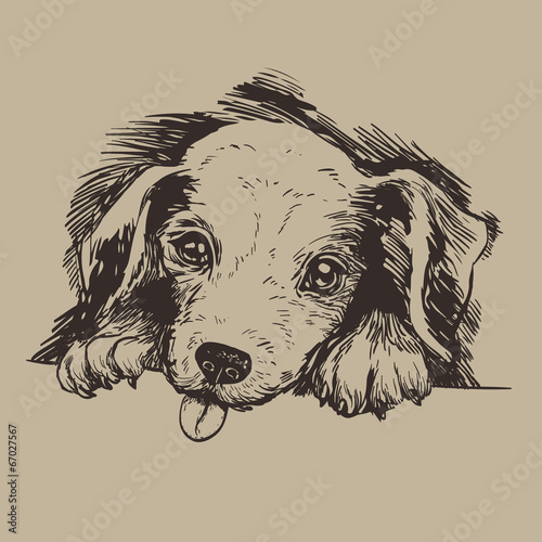 sketch puppy