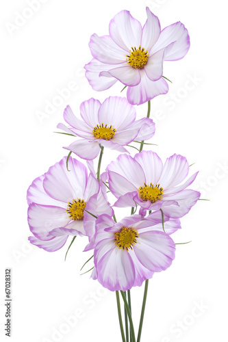 cosmos flower