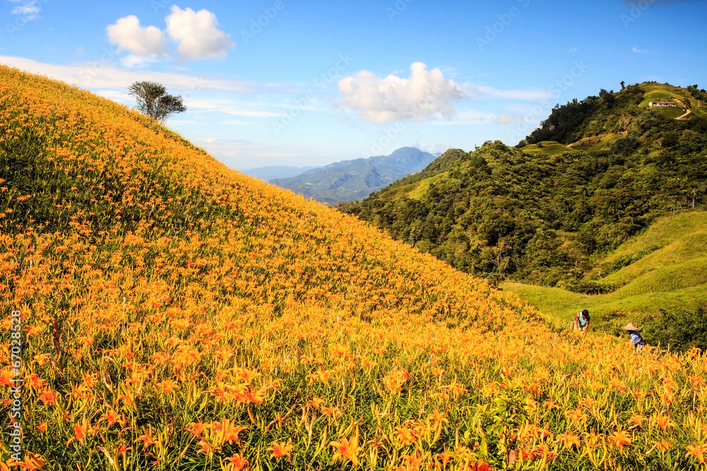 Daylily flower at sixty stone mountain