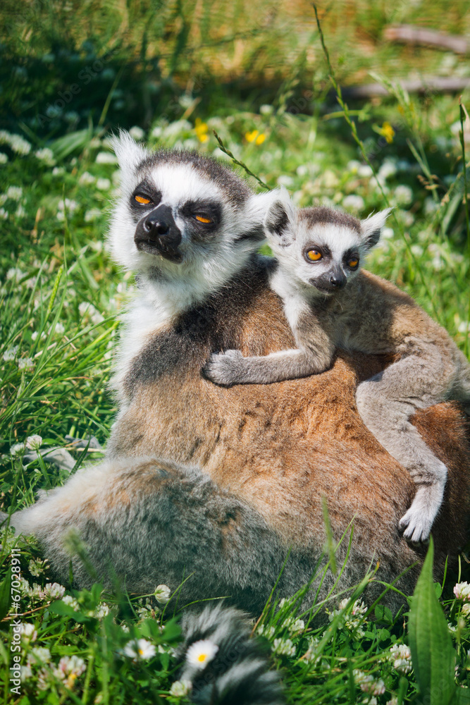 Obraz premium Lemur and baby lemur