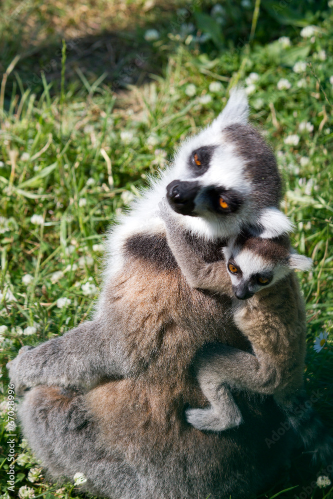Obraz premium Lemur