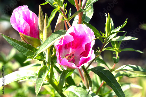 Atlasblume am Morgen