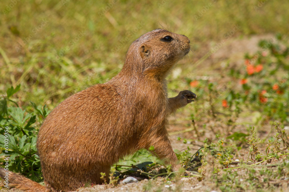 Marmot Marmot