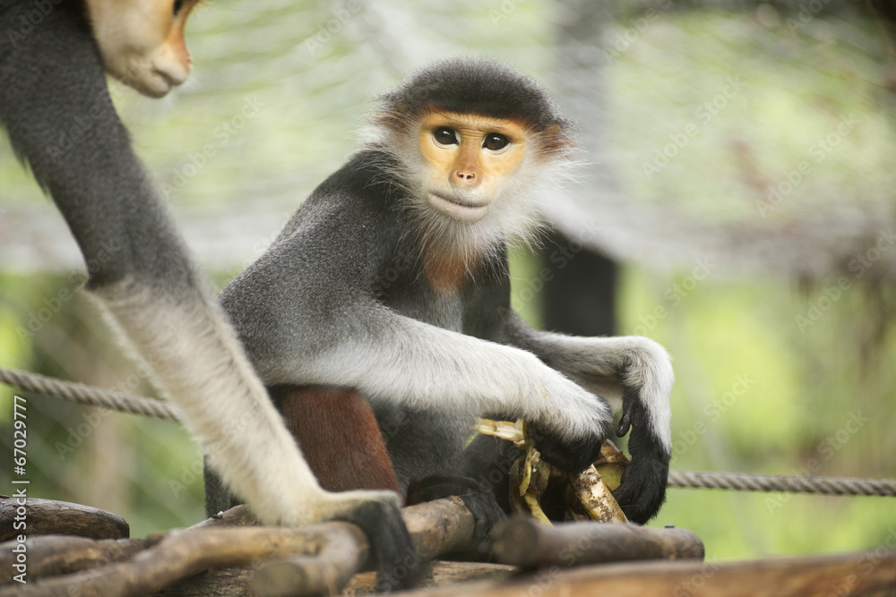 Obraz premium Pygathrix nemaeus cute