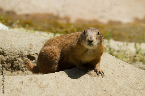 Marmot